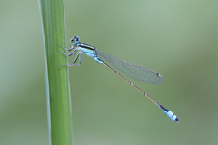 Ischnura fluviatilis