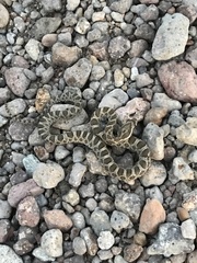 Pantherophis emoryi