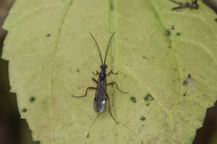 Proctotrupidae