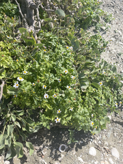 Coreocarpus parthenioides parthenioides