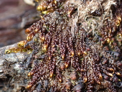 Scorpidium revolvens