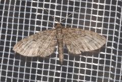Eupithecia lariciata