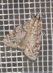 Scoparia basistrigalis