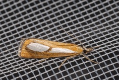 Catoptria pinella