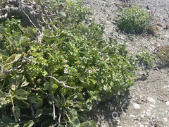 Coreocarpus parthenioides parthenioides