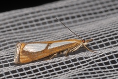 Catoptria pinella