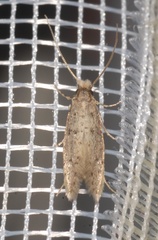 Ateliotum petrinella
