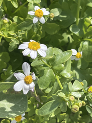 Coreocarpus parthenioides parthenioides