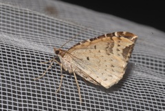 Eulithis prunata