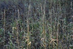 Elymus glaucus