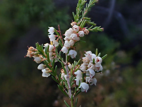 Image of Erica oliveranthus by (c) Ren Hoekstra, some rights reserved (CC BY)