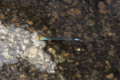 Pseudagrion aureofrons