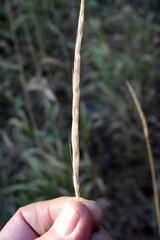 Elymus glaucus