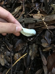 Clavogaster virescens