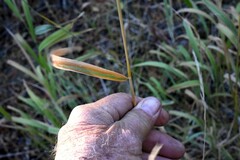 Elymus glaucus