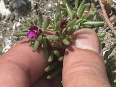 Portulaca californica