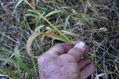 Elymus glaucus