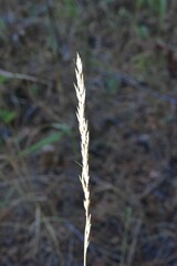 Elymus glaucus