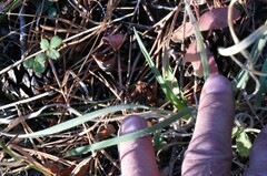 Elymus glaucus