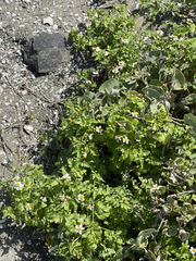 Coreocarpus parthenioides parthenioides