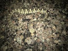 Crotalus ornatus