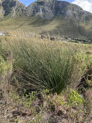 Elegia tectorum