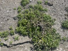 Coreocarpus parthenioides parthenioides