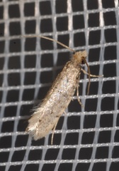 Ateliotum petrinella