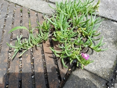 Portulaca grandiflora