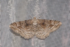 Alcis repandata