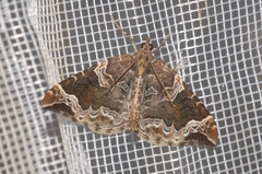 Eulithis prunata
