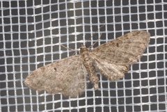 Eupithecia lariciata