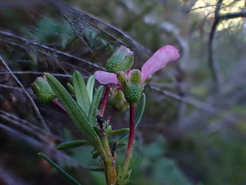 Image of Adenandra fragrans by (c) Ren Hoekstra, some rights reserved (CC BY)