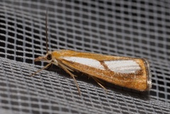 Catoptria pinella