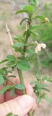Hibiscus micranthus