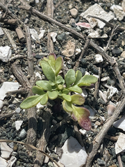 Coreocarpus parthenioides parthenioides