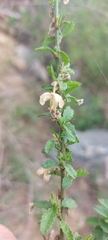 Hibiscus micranthus
