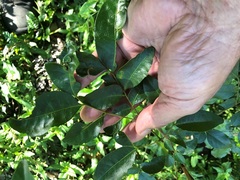 Pararchidendron pruinosum