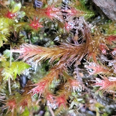 Orthothecium rufescens