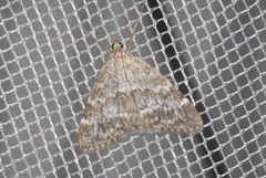 Evergestis sophialis