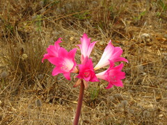 Amaryllis belladonna
