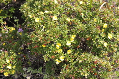 Hibbertia cuneiformis