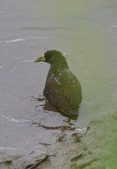 Amaurornis moluccana