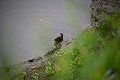 Amaurornis moluccana