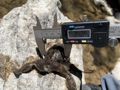 Lithobates chiricahuensis