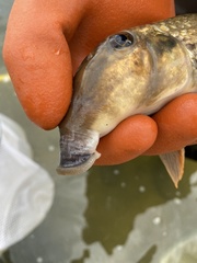 Hypentelium nigricans