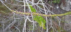 Microdon dubius