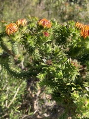 Oedera capensis