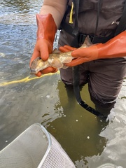 Hypentelium nigricans