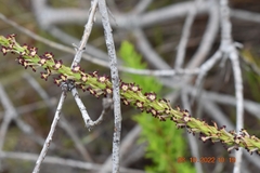 Microdon dubius
